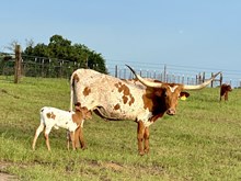 Echo Splash heifer '24